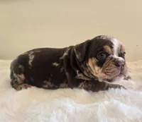 Prada, a female English Bulldog for sale in Eaton, CO – 8 of 10
