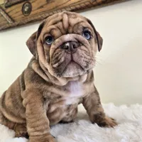 Dozer, a male English Bulldog for sale in Eaton, CO – 5 of 9