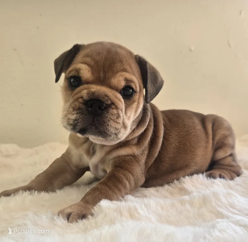 Quincy – English Bulldog puppy for sale in Eaton, CO