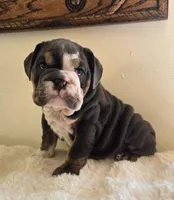 Robert, a male English Bulldog for sale in Eaton, CO – 6 of 10