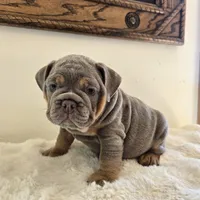 Saphora , a female English Bulldog for sale in Eaton, CO – 10 of 10