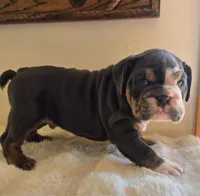 Robert, a male English Bulldog for sale in Eaton, CO – 2 of 10