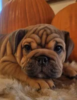 Quincy , a female English Bulldog for sale in Eaton, CO – 9 of 10