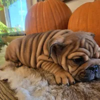 Quincy , a female English Bulldog for sale in Eaton, CO – 10 of 10