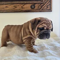 Ruby, a female English Bulldog for sale in Eaton, CO – 4 of 10