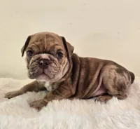 Dozer, a male English Bulldog for sale in Eaton, CO – 2 of 10