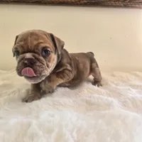 Dozer, a male English Bulldog for sale in Eaton, CO – 6 of 10
