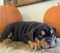Wilson, a male English Bulldog for sale in Eaton, CO – 6 of 10