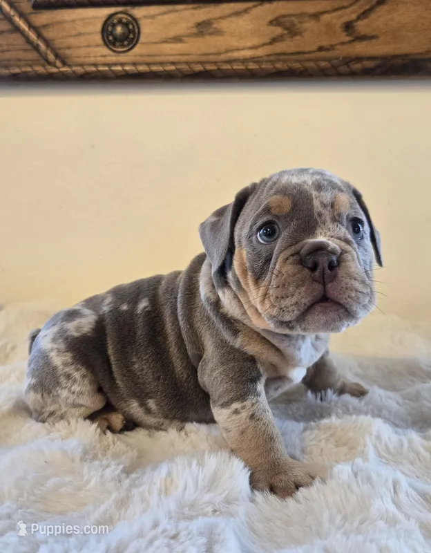 Chanel – English Bulldog puppy for sale in Eaton, CO