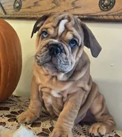 Turbo, a male English Bulldog for sale in Eaton, CO – 2 of 10