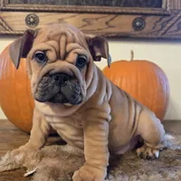 Lander, a male English Bulldog for sale in Eaton, CO – 3 of 10