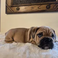 Max, a female English Bulldog for sale in Eaton, CO – 2 of 10