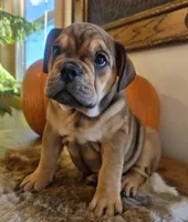 Lucky, a female English Bulldog for sale in Eaton, CO – 10 of 10