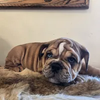 Turbo, a male English Bulldog for sale in Eaton, CO – 8 of 10