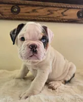 Romeo, a male English Bulldog for sale in Eaton, CO – 10 of 10