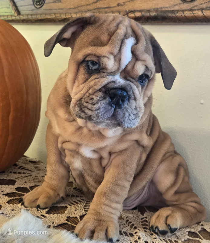Turbo – English Bulldog puppy for sale in Eaton, CO
