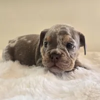 Chanel, a female English Bulldog for sale in Eaton, CO – 9 of 10