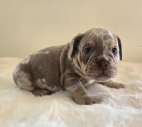 Chanel, a female English Bulldog for sale in Eaton, CO – 4 of 10