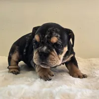 Fancy, a female English Bulldog for sale in Eaton, CO – 6 of 10