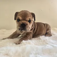 Quincy, a female English Bulldog for sale in Eaton, CO – 3 of 10