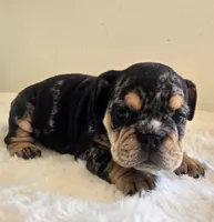 Fancy, a female English Bulldog for sale in Eaton, CO – 8 of 10