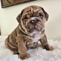 Dozer, a male English Bulldog for sale in Eaton, CO – 8 of 9