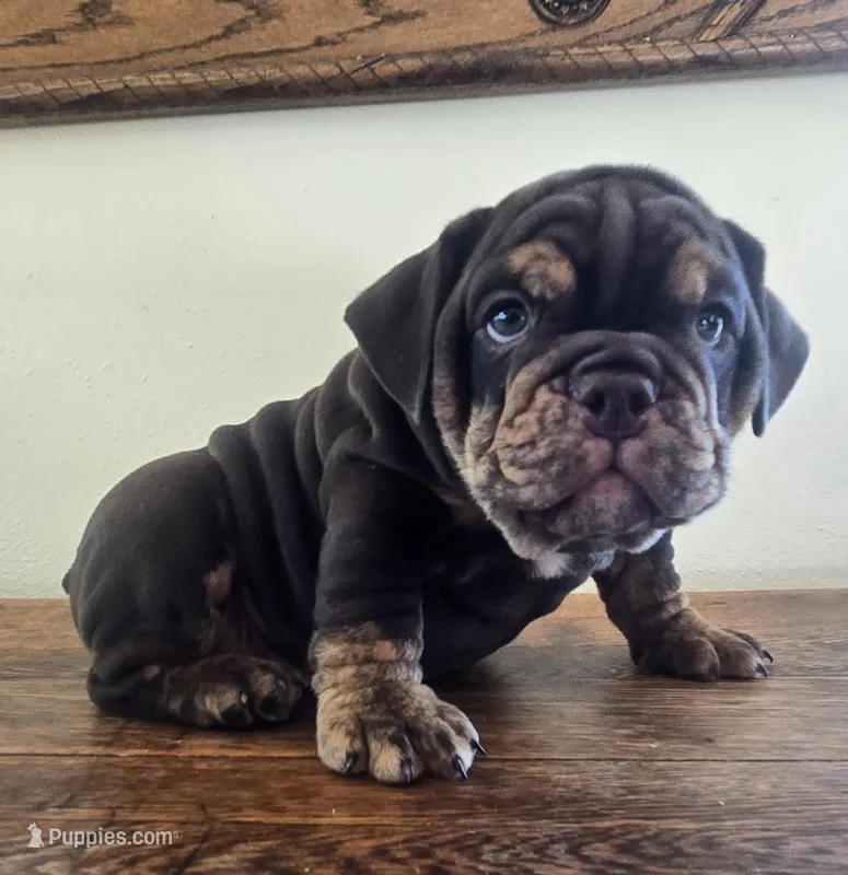 Tucker – English Bulldog puppy for sale in Eaton, CO