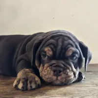 Tucker, a male English Bulldog for sale in Eaton, CO – Photo 8 of 10