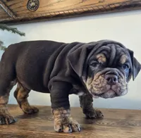 Tucker, a male English Bulldog for sale in Eaton, CO – Photo 5 of 10