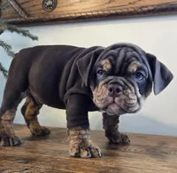 Tucker, a male English Bulldog for sale in Eaton, CO – Photo 9 of 10