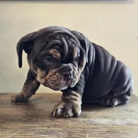 Tucker, a male English Bulldog for sale in Eaton, CO – Photo 10 of 10