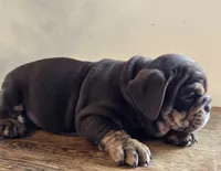Tucker, a male English Bulldog for sale in Eaton, CO – Photo 7 of 10