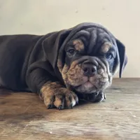 Tucker, a male English Bulldog for sale in Eaton, CO – Photo 4 of 10