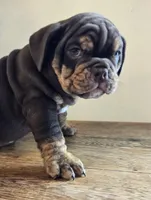 Tucker, a male English Bulldog for sale in Eaton, CO – Photo 2 of 10