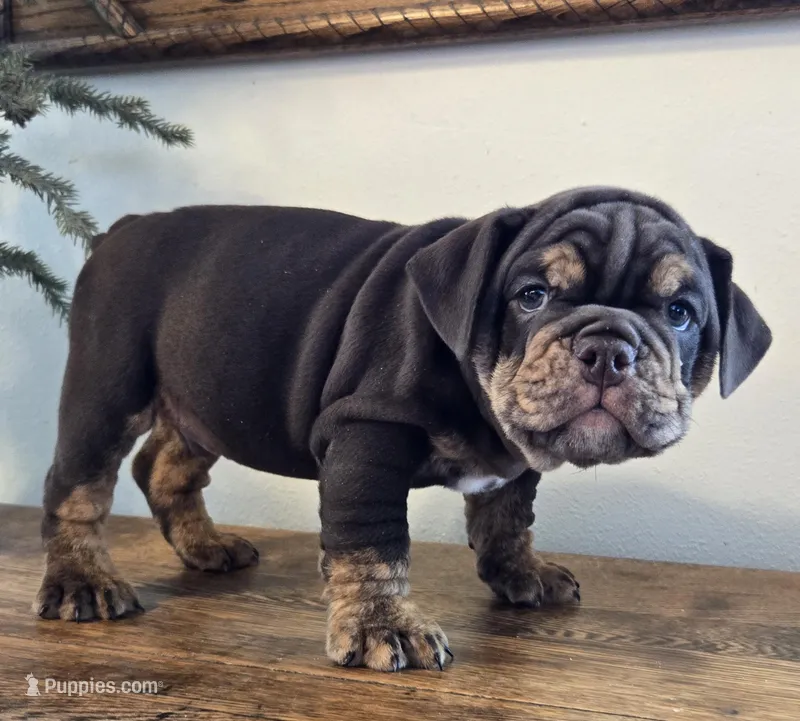 Tucker, a male English Bulldog for sale in Eaton, CO – Photo 1 of 10