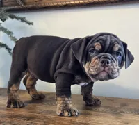 Tucker, a male English Bulldog for sale in Eaton, CO – Photo 1 of 10