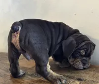 Tucker, a male English Bulldog for sale in Eaton, CO – Photo 3 of 10