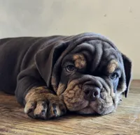 Tucker, a male English Bulldog for sale in Eaton, CO – Photo 6 of 10