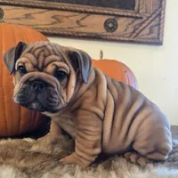 Quincy , a female English Bulldog for sale in Eaton, CO – 1 of 10