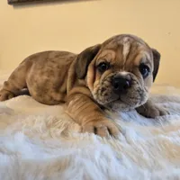 Diesel, a male English Bulldog for sale in Eaton, CO – 7 of 10