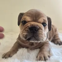 Quincy, a female English Bulldog for sale in Eaton, CO – 6 of 10