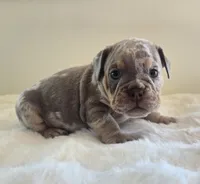 Chanel, a female English Bulldog for sale in Eaton, CO – 8 of 10