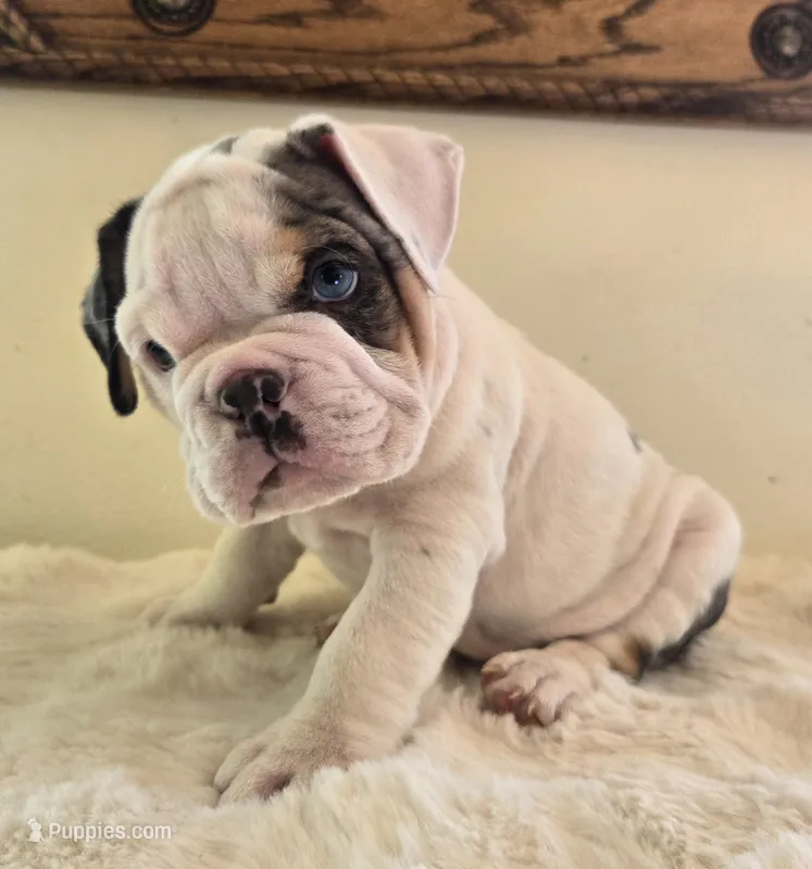 Romeo – English Bulldog puppy for sale in Eaton, CO