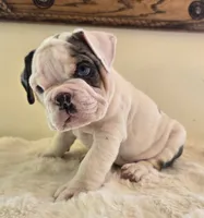 Romeo, a male English Bulldog for sale in Eaton, CO – 1 of 10
