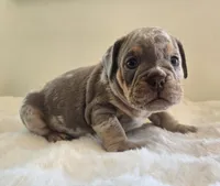 Chanel, a female English Bulldog for sale in Eaton, CO – 7 of 10
