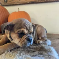 Lucky, a female English Bulldog for sale in Eaton, CO – 5 of 10