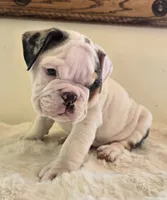 Romeo, a male English Bulldog for sale in Eaton, CO – 5 of 10
