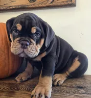 Wilson, a male English Bulldog for sale in Eaton, CO – 4 of 10