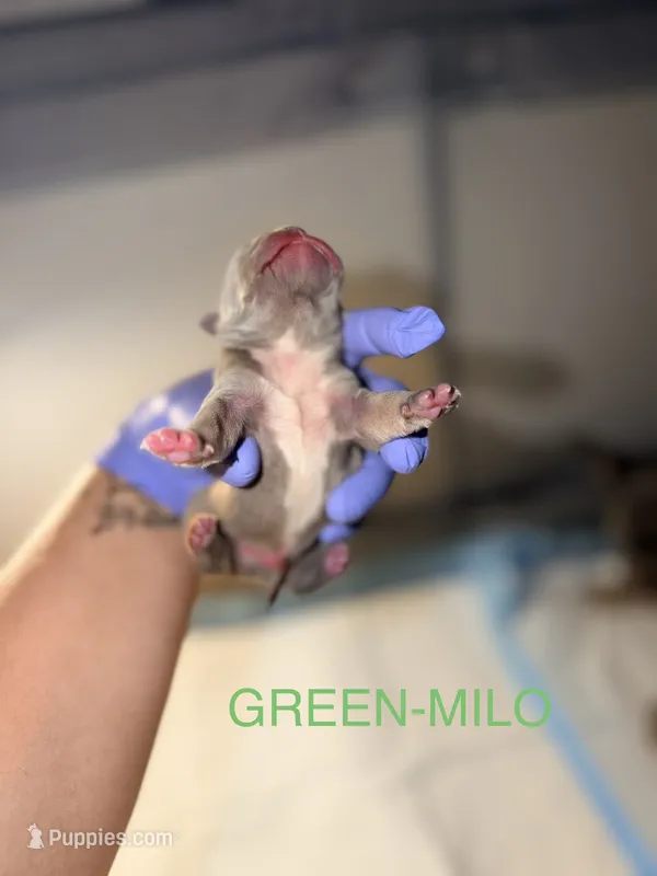 Frenchies – French Bulldog puppy for sale in Oklahoma City, OK
