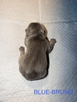 Frenchies, a male French Bulldog for sale in Oklahoma City, OK – 3 of 10
